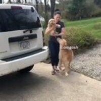 Large golden meets a small golden