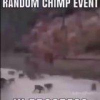 RANDOM CHIMP EVENT HAS BEGUN 🐵🦧⚠️