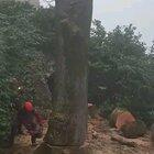 Birth of a lumberjack