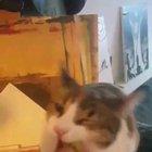 My cat's first encounter with the broccoli.