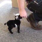 The tiniest goat 🐐 but wait for the tail wag.
