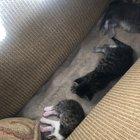 My already smol cat harboring some fugitives