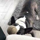 John wick will be proud of you.