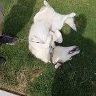 Huskey throws a tantrum because he has to leave the dog park