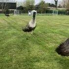 Goddamn emu