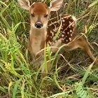 Бэмби [Звук]