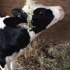 Very happy about her flower crown