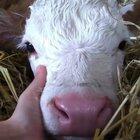 Innocent baby 🐮❤️