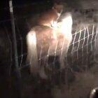 Neighbors corgi was sneaking onto her property at night and riding her pony.