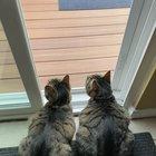 Synchronized “Birdwatching”