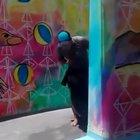 Ever seen Sea Lion Pranking?