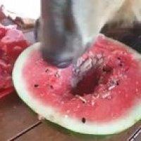 Perhaps Comrade bear may join you guys and enjoy some watermelon?