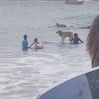 extremely impressive boy