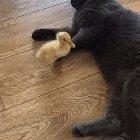Cat vs duck