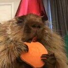 Прикольный бобёр [Звук]