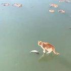 Cat tryna grab a snack