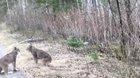 Two Lynx getting into an argument. This is the strangest sound you will hear in a long time.