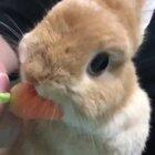 Too many Corona posts. Here's a bunny eating a carrot to cheer you up!
