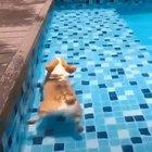 Corgi butts always rise to the occasion