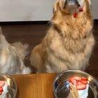 Where did the cake go???