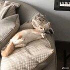 Hitcat confirms kill on target