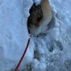 Wife thought she adopted a Dog, got a Submarine.