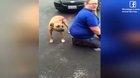 A Stolen Dog Suddenly Recognizes His Owner