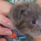 As requested, here is Ren doing his happy I'm-in-my-onesie purr (his onesie is to prevent harmful nursing from his siblings)