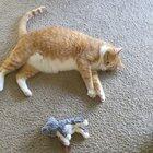 This WAS Bilbo the Cat. He has evolved to become Bilbo the Caterpillar.