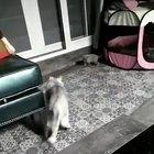 Shouldn't have touched the kitten.