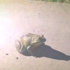 i am so sorry that this isnt pewds-related but i had to