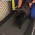 Laila’s first day at “fat cat camp” didn’t go so well...