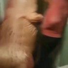 My friend getting attacked by a T-Rex