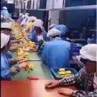 His job is a minion tester