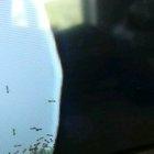 Ants inside a TV